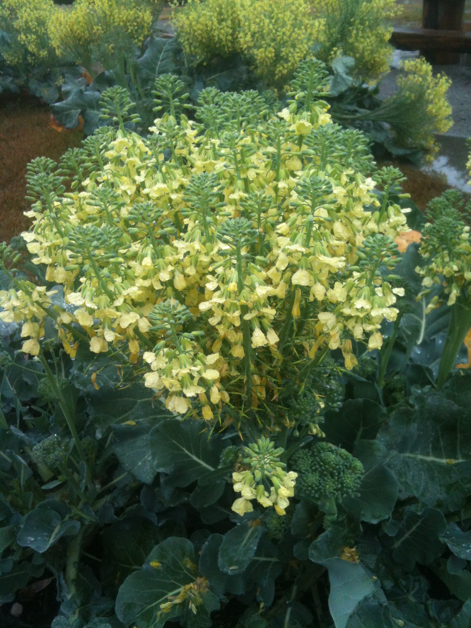 Grow Broccoli in Early Spring: A Win for Your Table and Pollinators